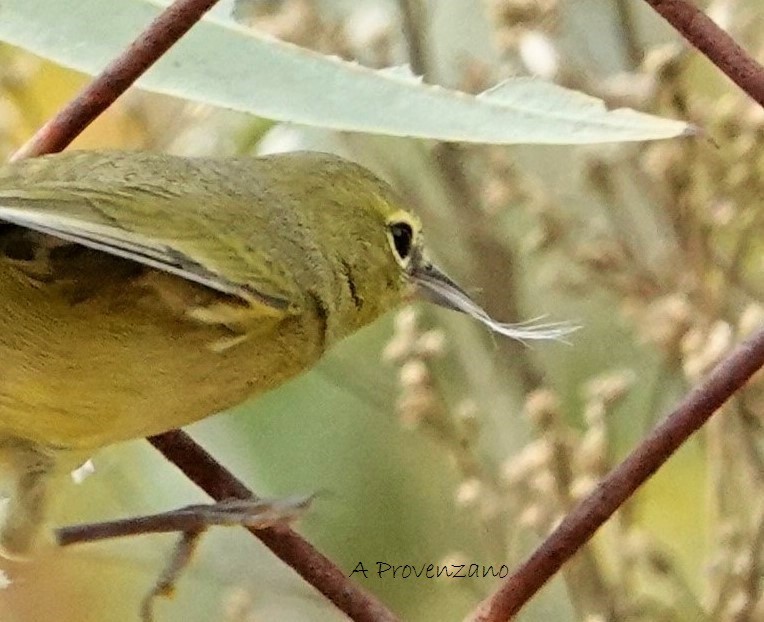 Orange-crowned Warbler - ML645634088