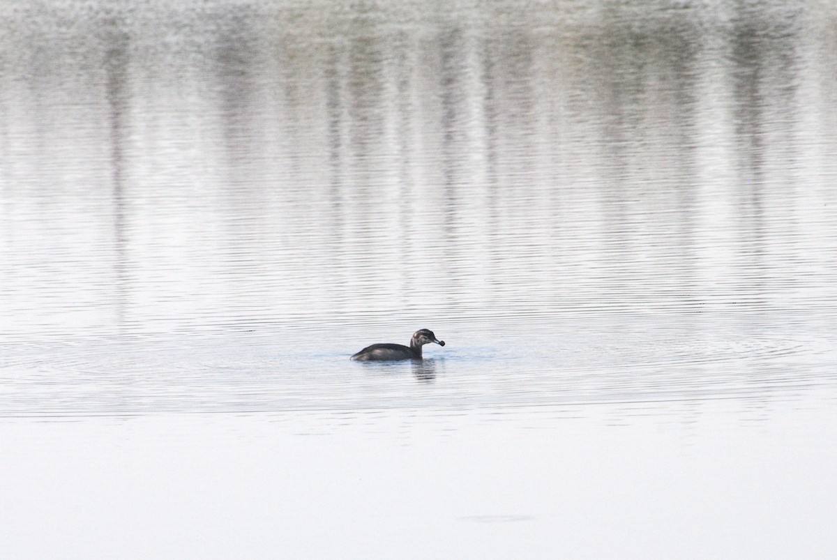 Somormujo Cuellirrojo - ML645634092