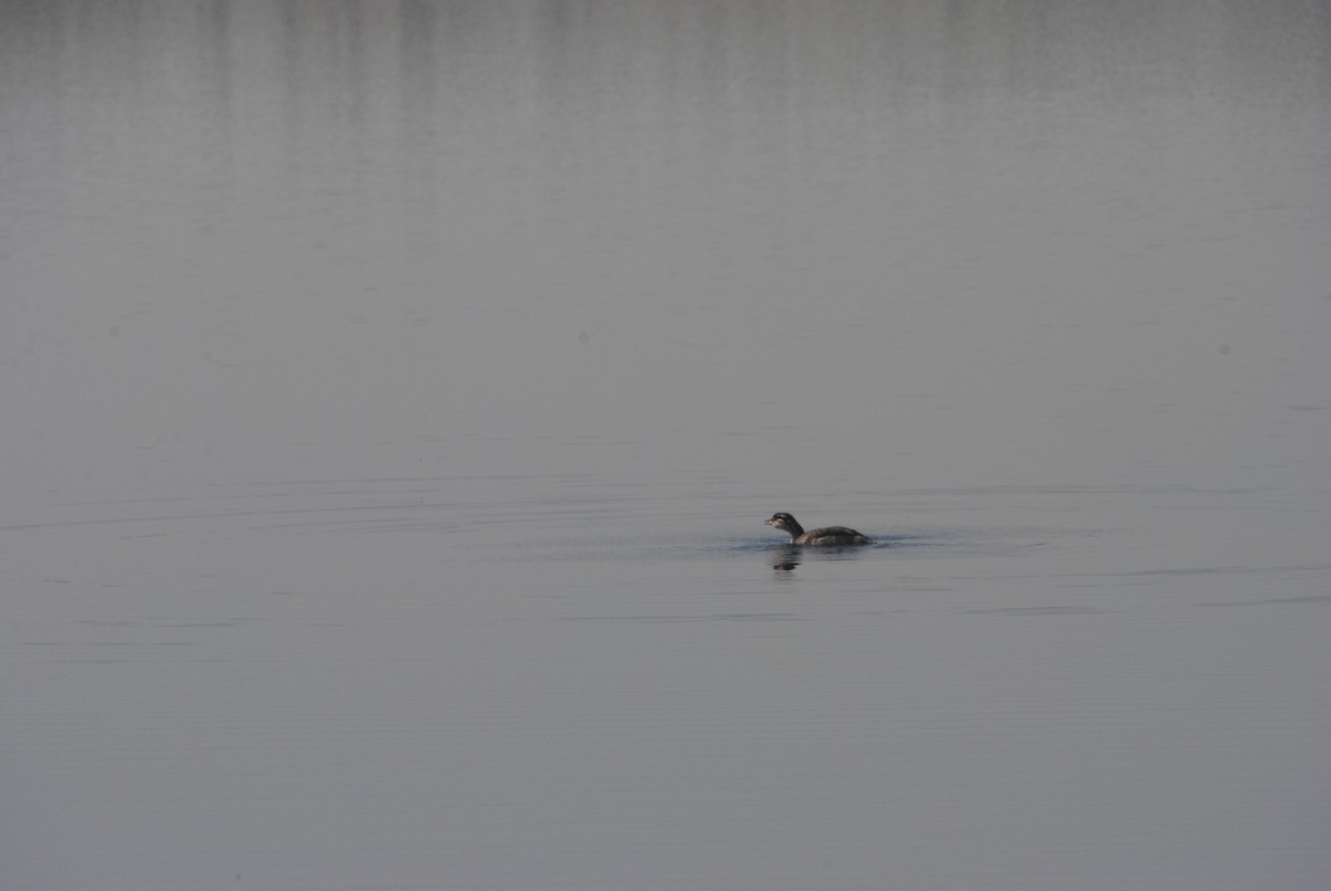 Somormujo Cuellirrojo - ML645634094