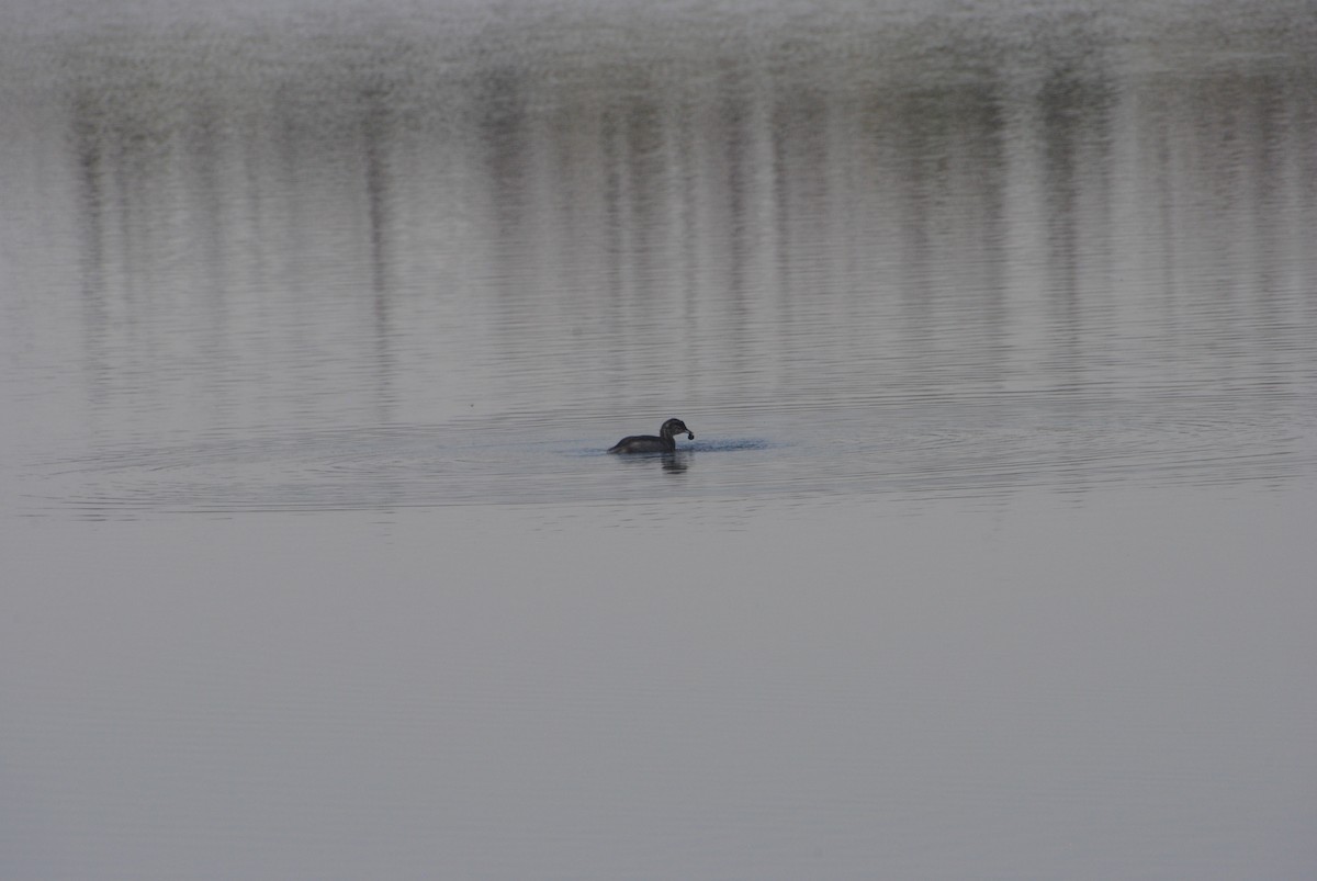 Somormujo Cuellirrojo - ML645634097