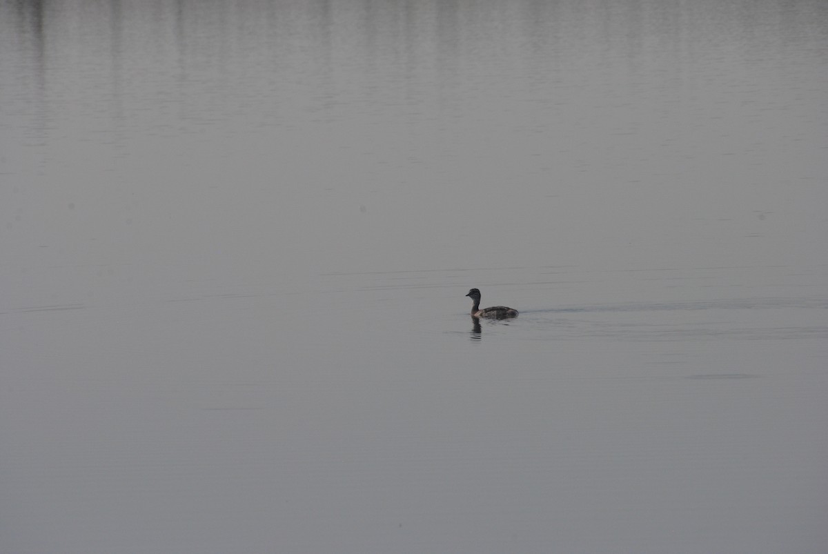 Somormujo Cuellirrojo - ML645634098