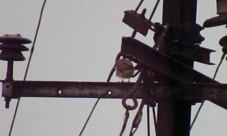 Eurasian Kestrel - ML645634109