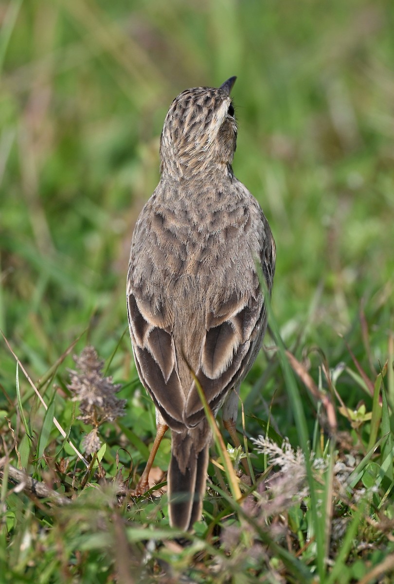Paddyfield Pipit - ML645634119