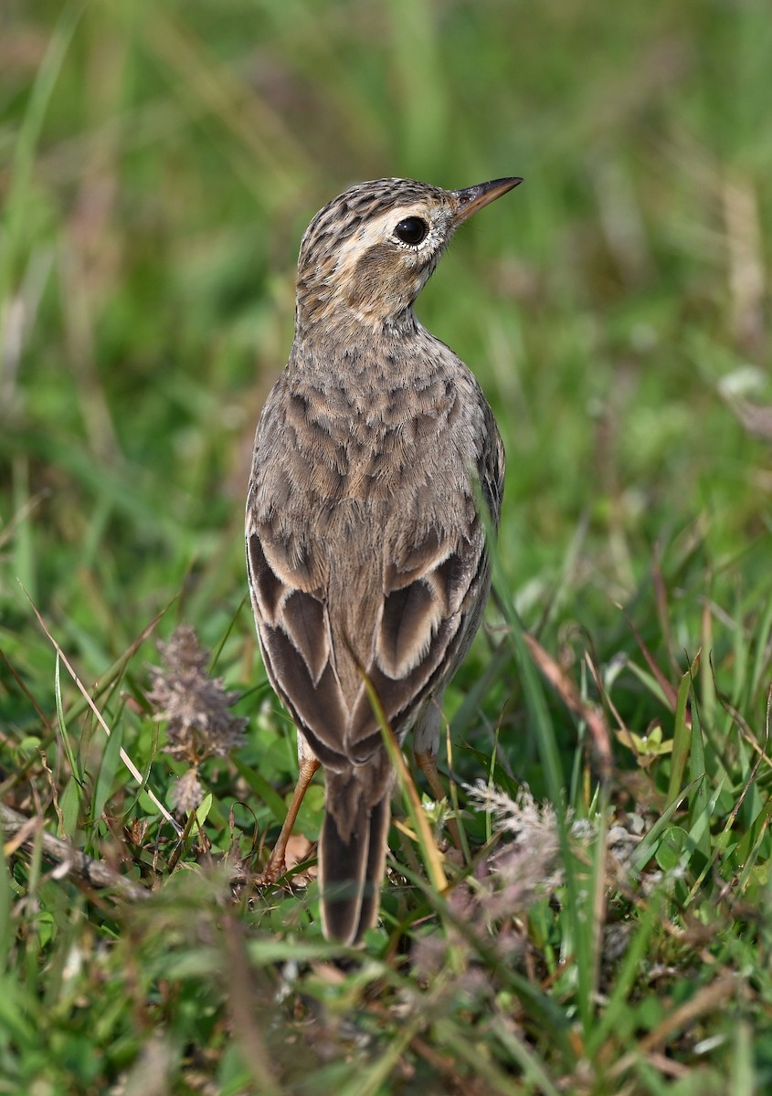 Paddyfield Pipit - ML645634120