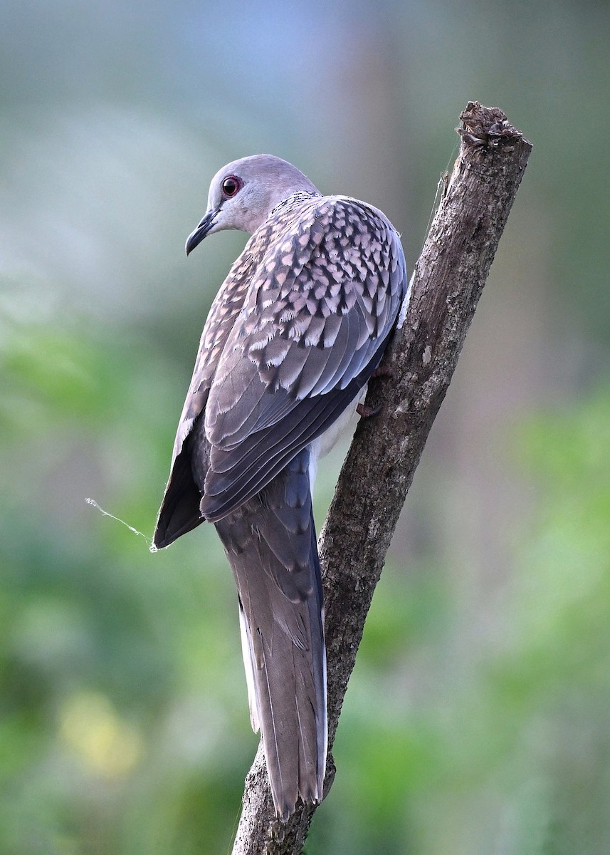 Spotted Dove - ML645634132