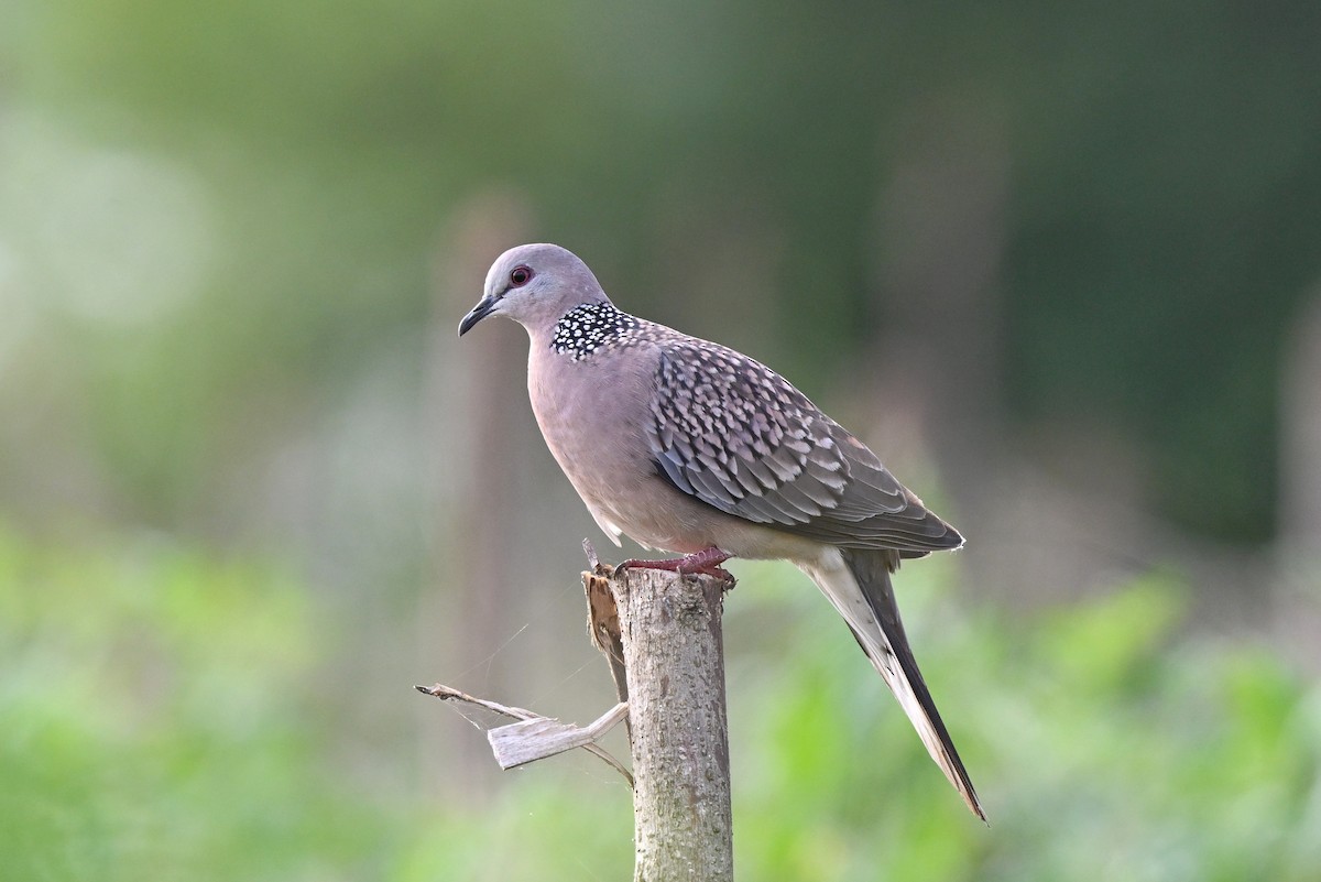 Spotted Dove - ML645634133