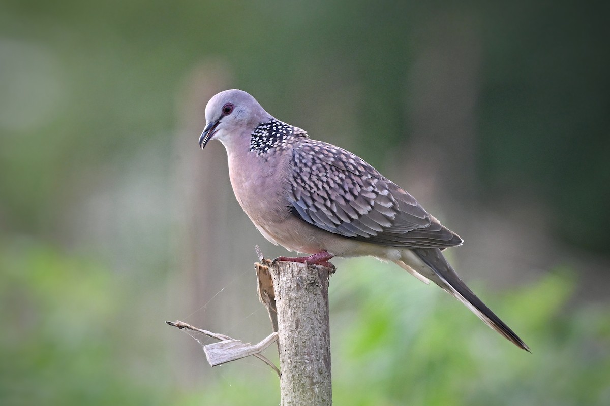 Spotted Dove - ML645634134
