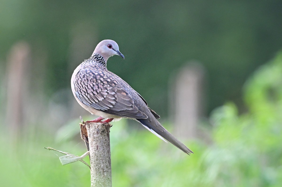 Spotted Dove - ML645634135