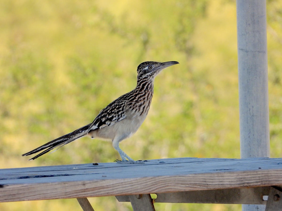 Greater Roadrunner - ML645634157