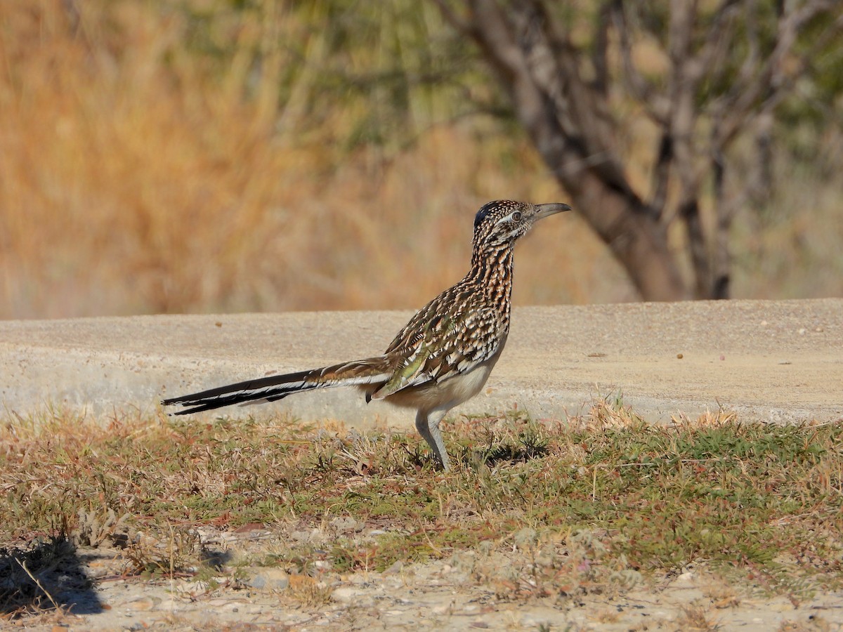 Greater Roadrunner - ML645634158