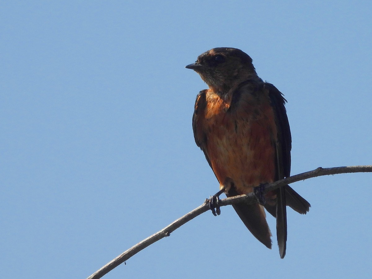 Sri Lanka Swallow - ML645634166