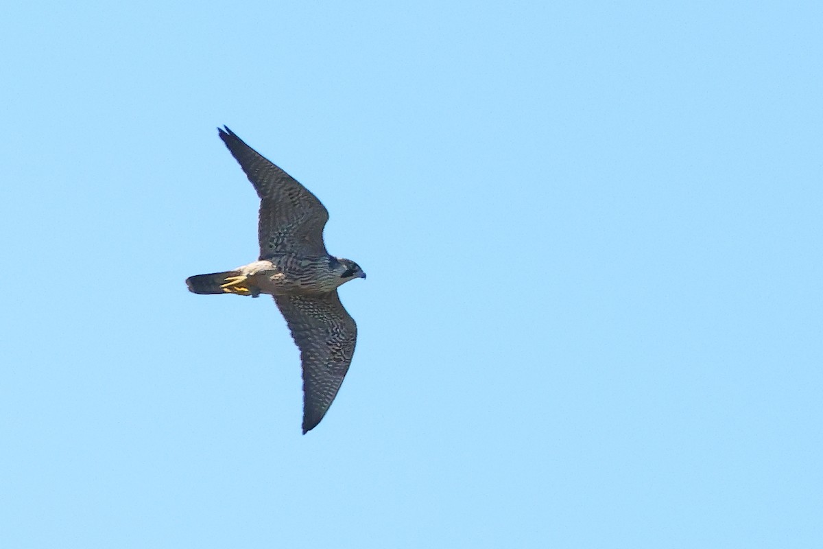 sokol stěhovavý - ML645634168