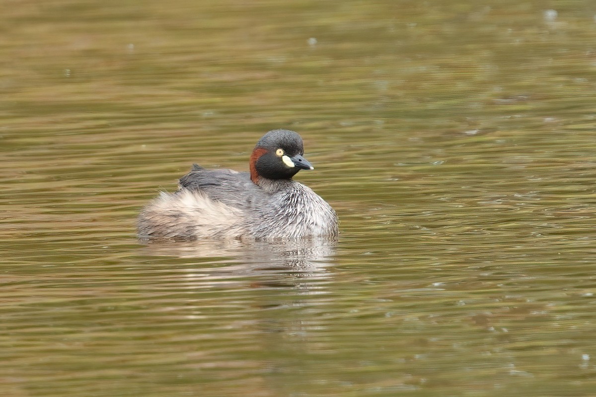 Австралийская поганка - ML645634169