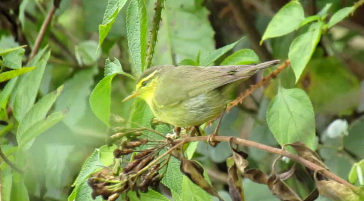 Tickell Çıvgını - ML645634174