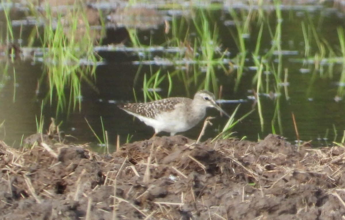 vodouš bahenní - ML645634175