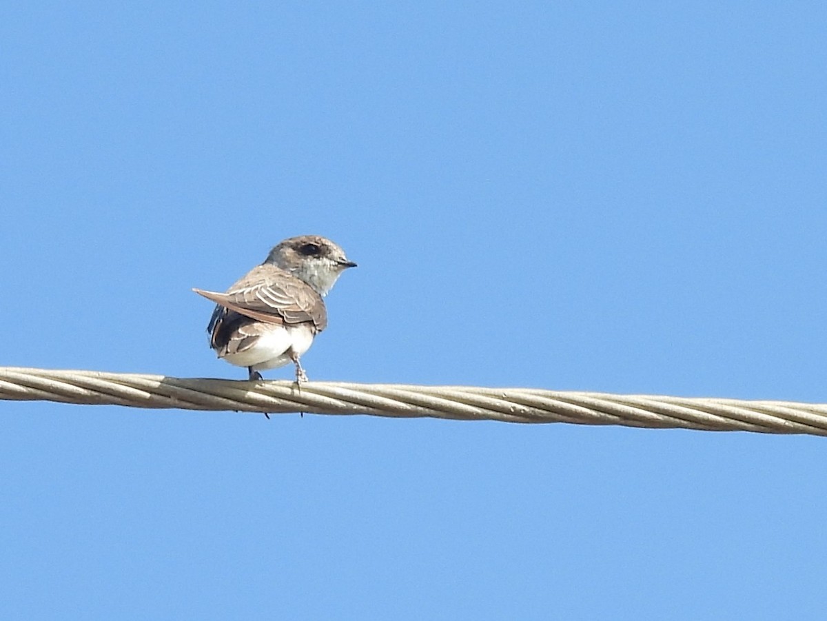 Bank Swallow/Pale Martin - ML645634182