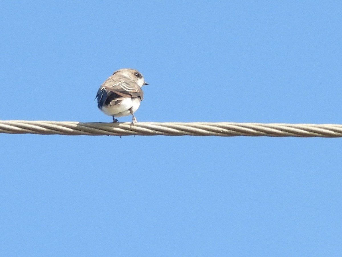 Bank Swallow/Pale Martin - ML645634183