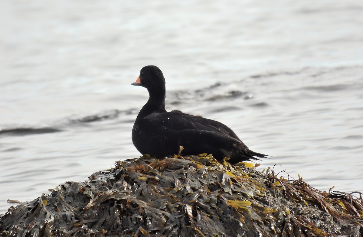 turpan žlutozobý - ML645634188
