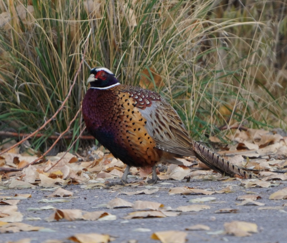 Ring-necked Pheasant - ML645634197