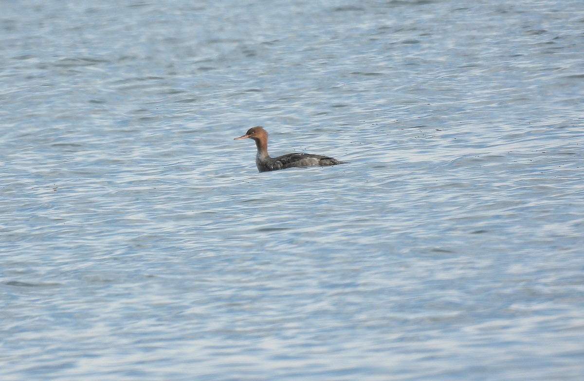 Red-breasted Merganser - ML645634198