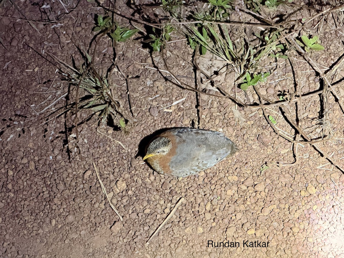 Yellow-legged Buttonquail - ML645634202