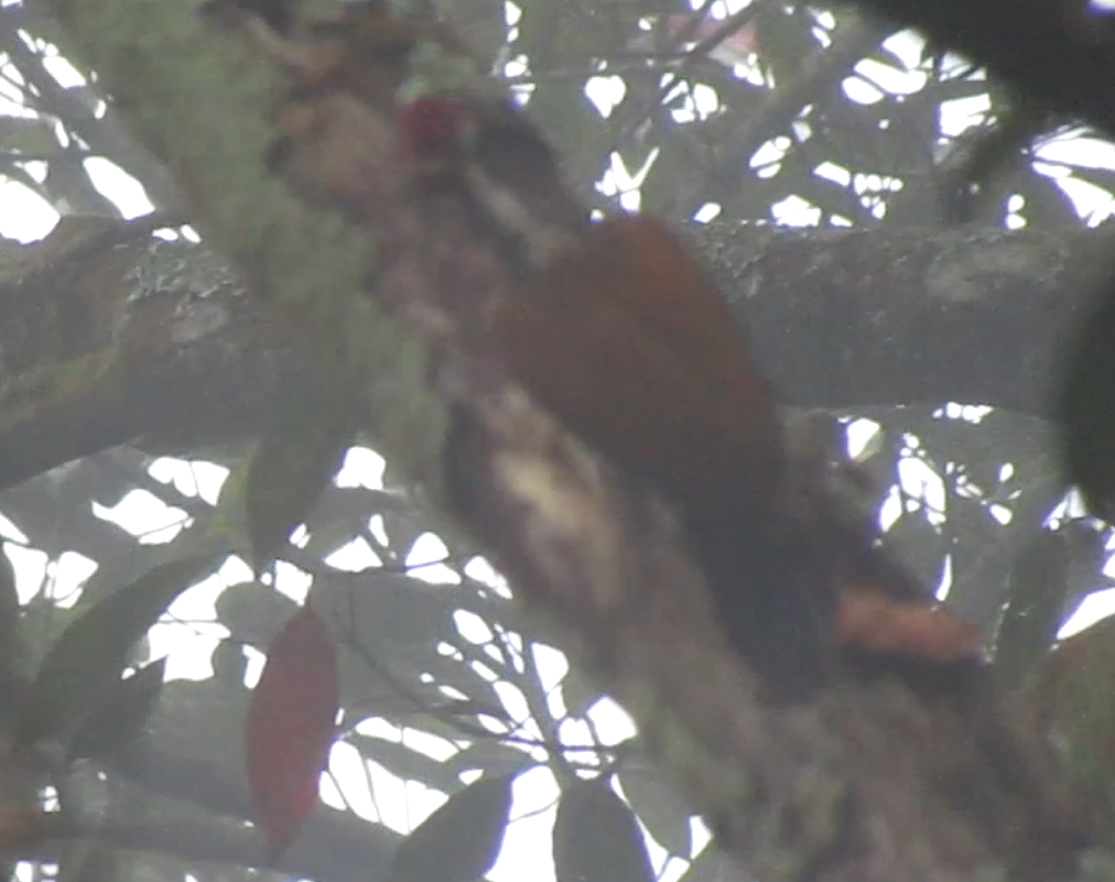 Malabar Flameback - ML645634206