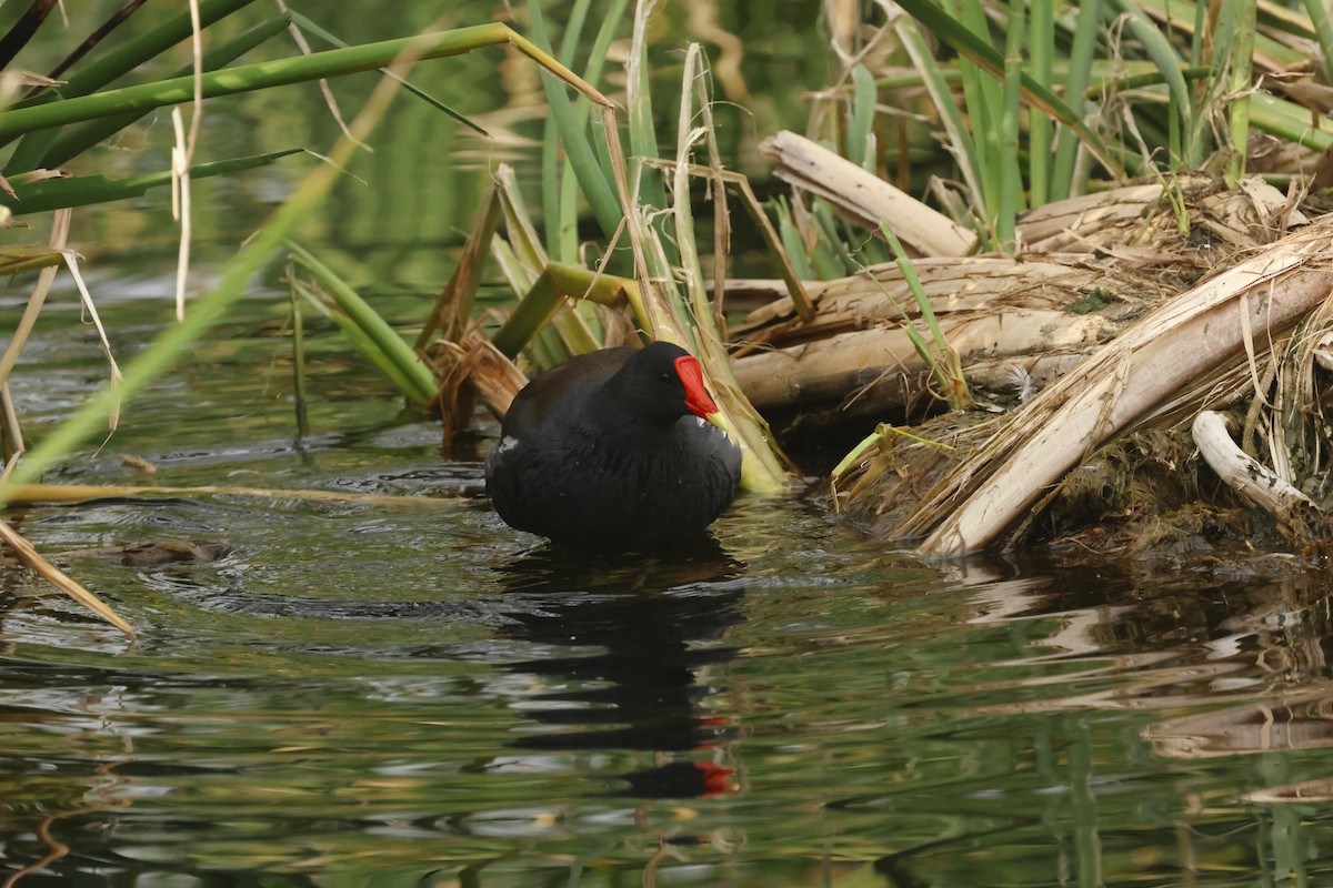 アメリカバン - ML645634208