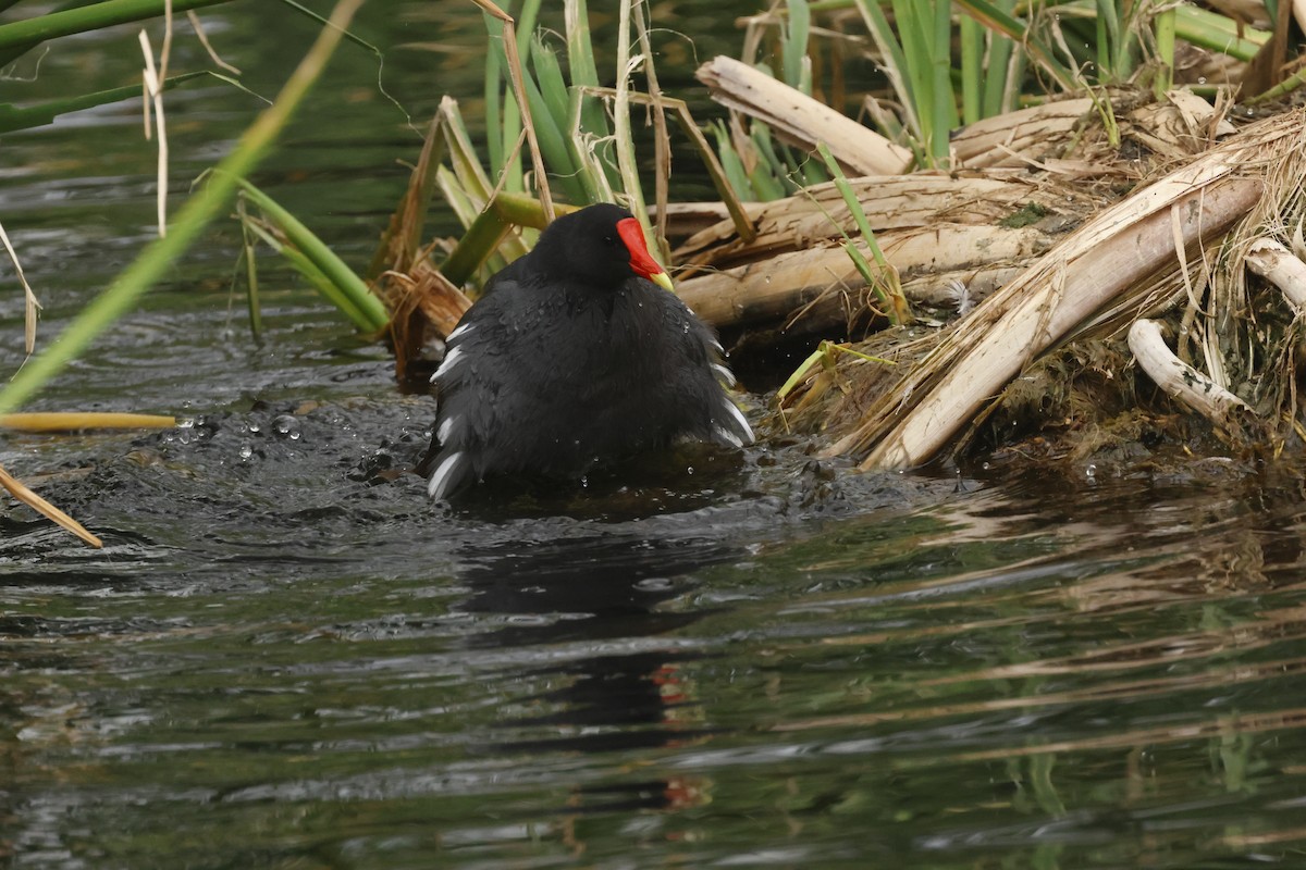 アメリカバン - ML645634210