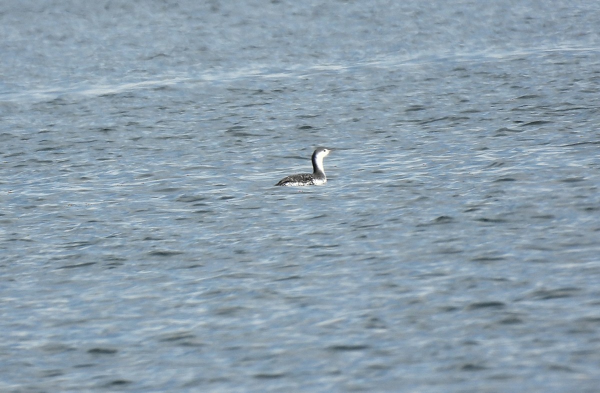 紅喉潛鳥 - ML645634211