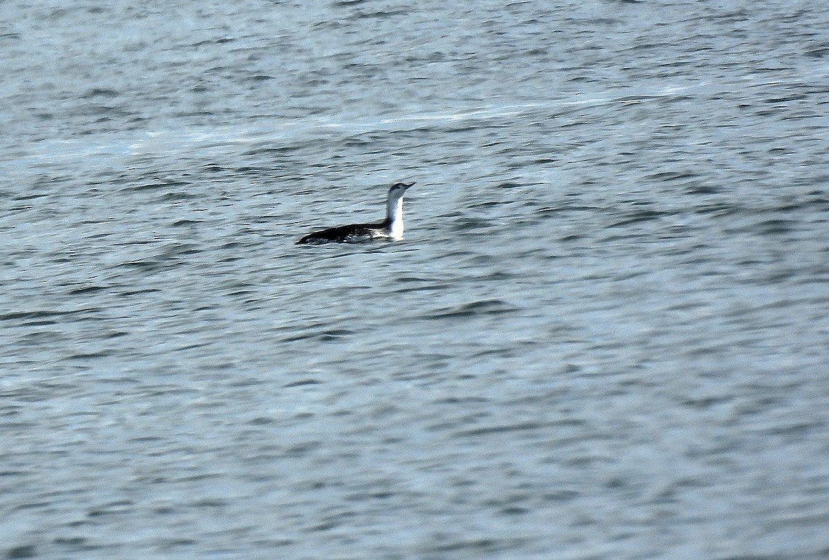 紅喉潛鳥 - ML645634214