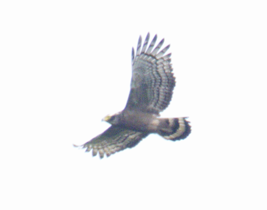 Crested Serpent-Eagle (Crested) - ML645634228