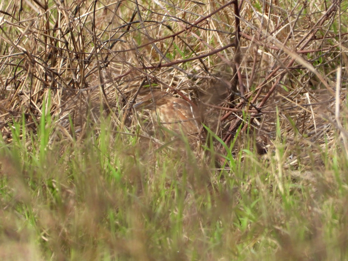 リュウキュウヨシゴイ - ML645634238