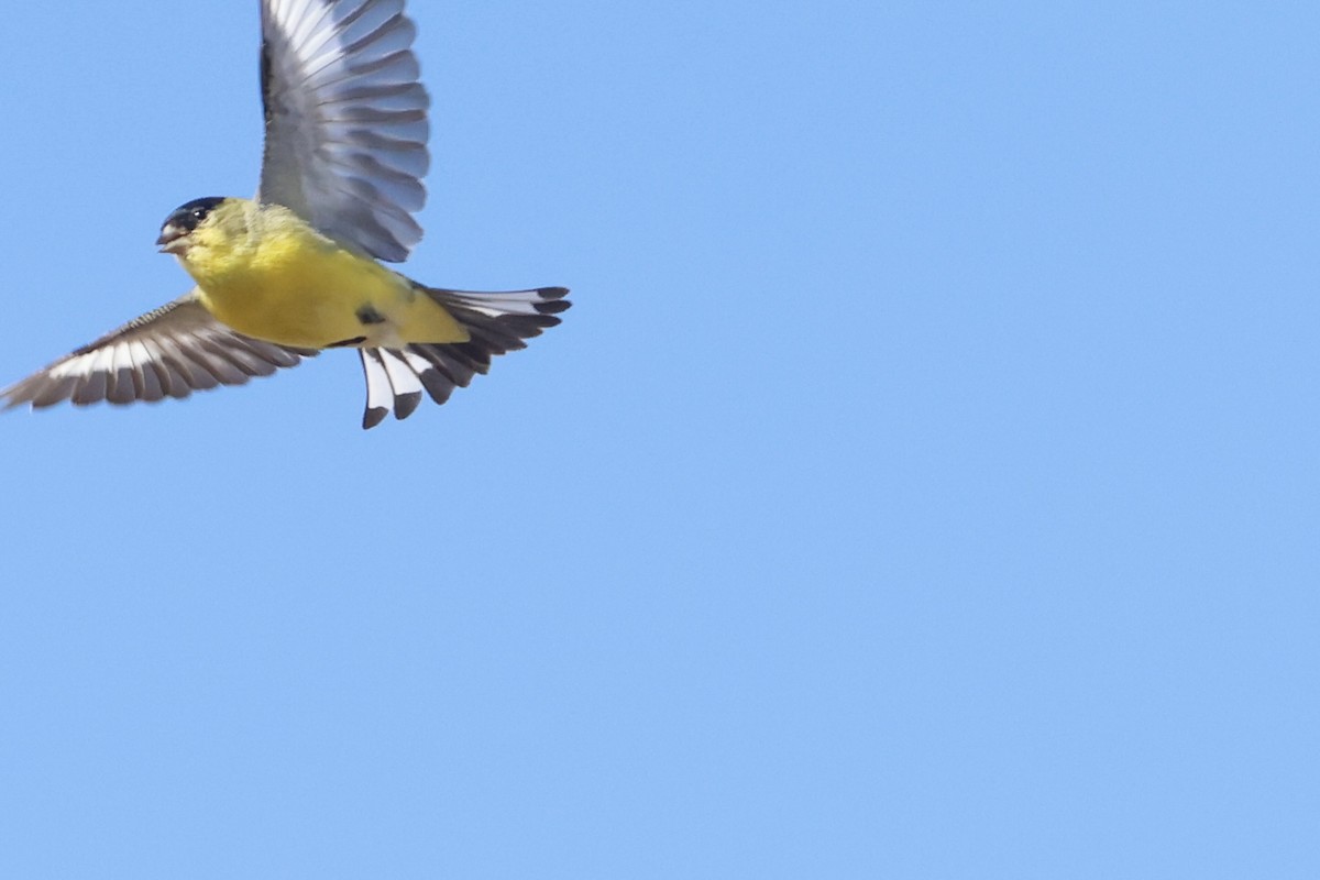 ヒメキンヒワ - ML645634239