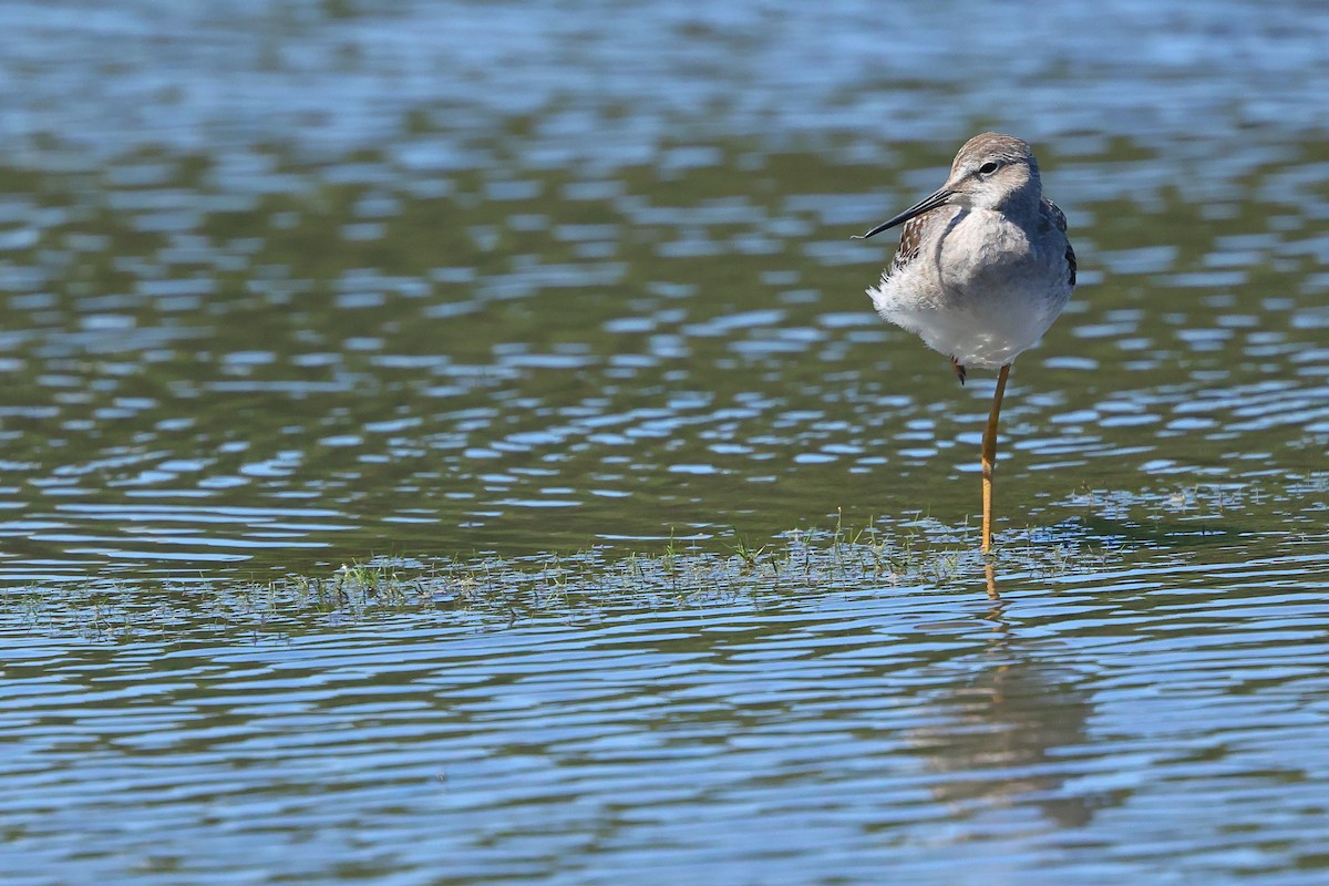 コキアシシギ - ML645634240
