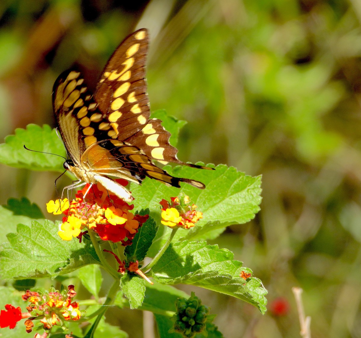 Insects - ML645634241