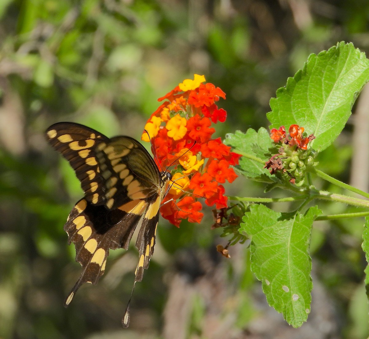 Insects - ML645634242