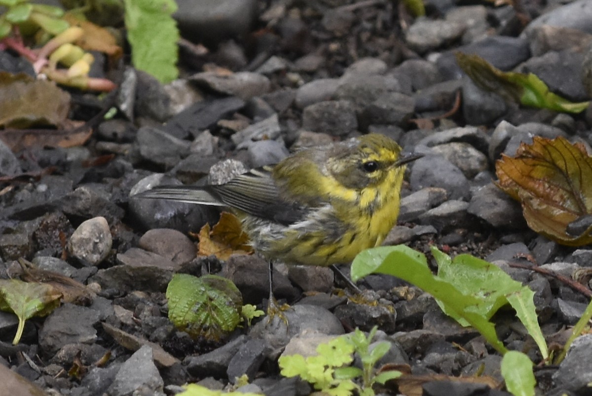 タウンゼンドアメリカムシクイ - ML645634243