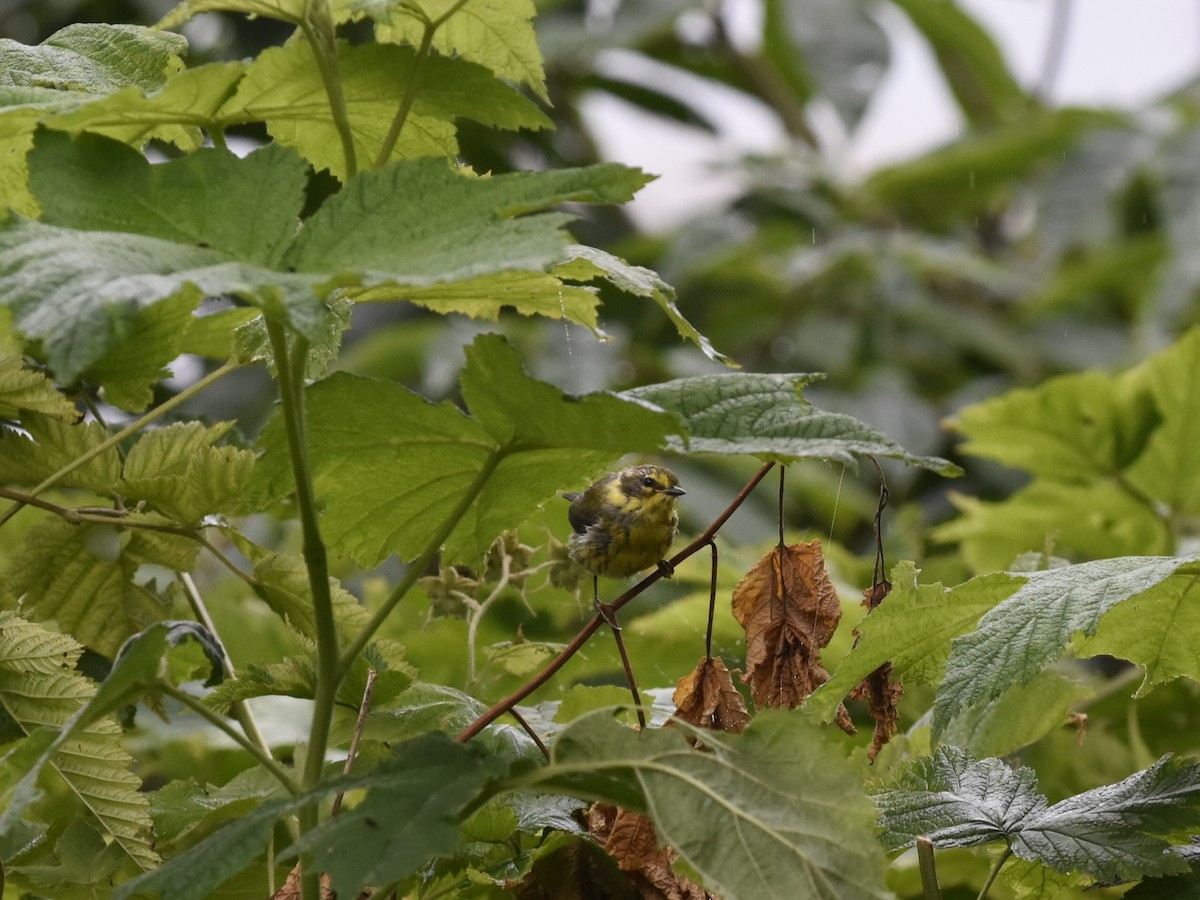 タウンゼンドアメリカムシクイ - ML645634244