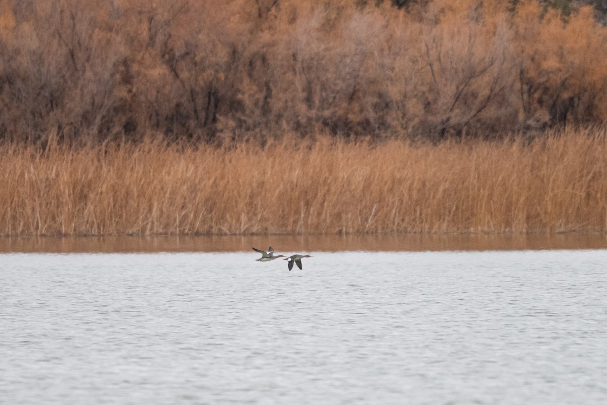 ウミアイサ - ML645634245