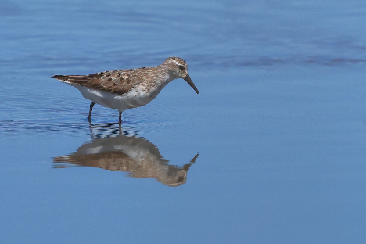 ヒレアシトウネン - ML645634247