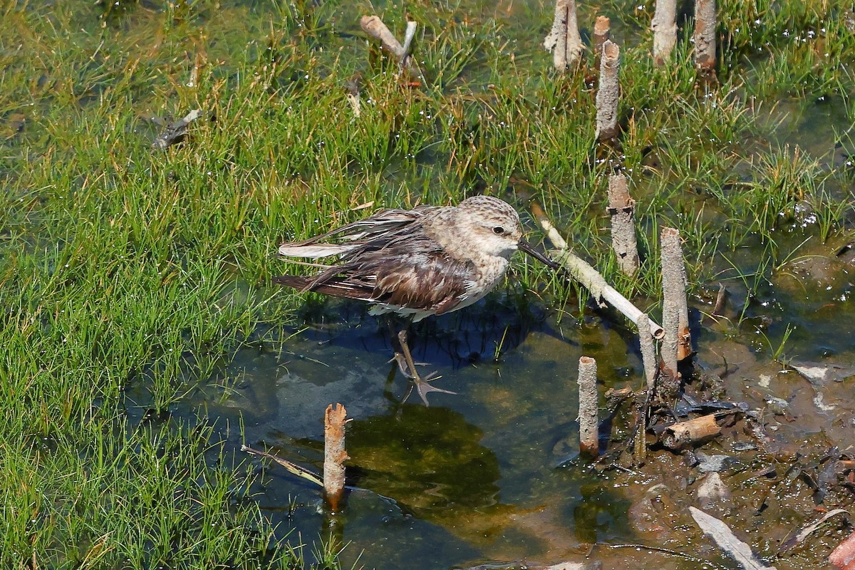 ヒレアシトウネン - ML645634248