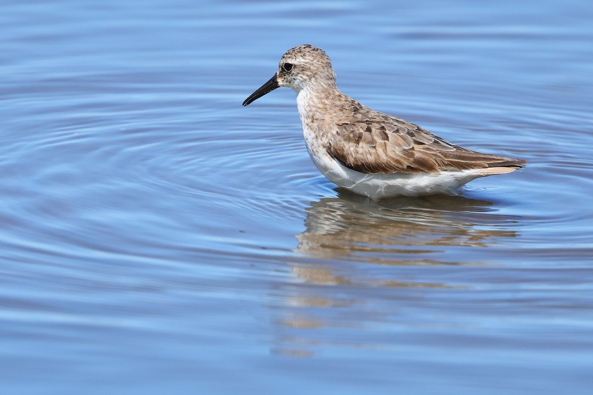 ヒレアシトウネン - ML645634249