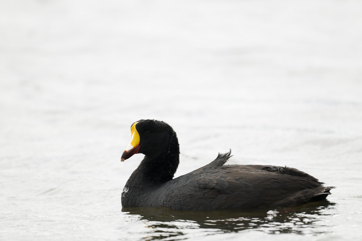 オニオオバン - ML645634250