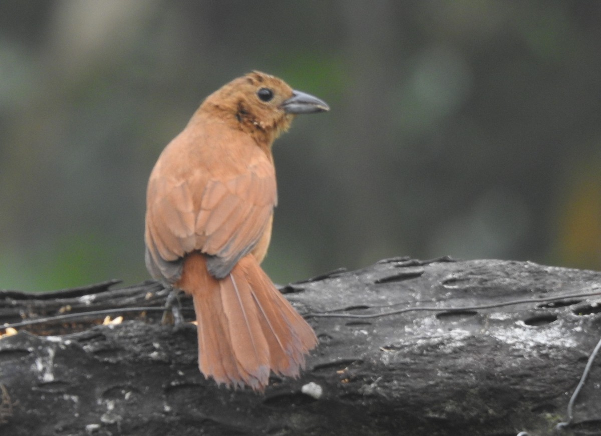 クロフウキンチョウ - ML645634251