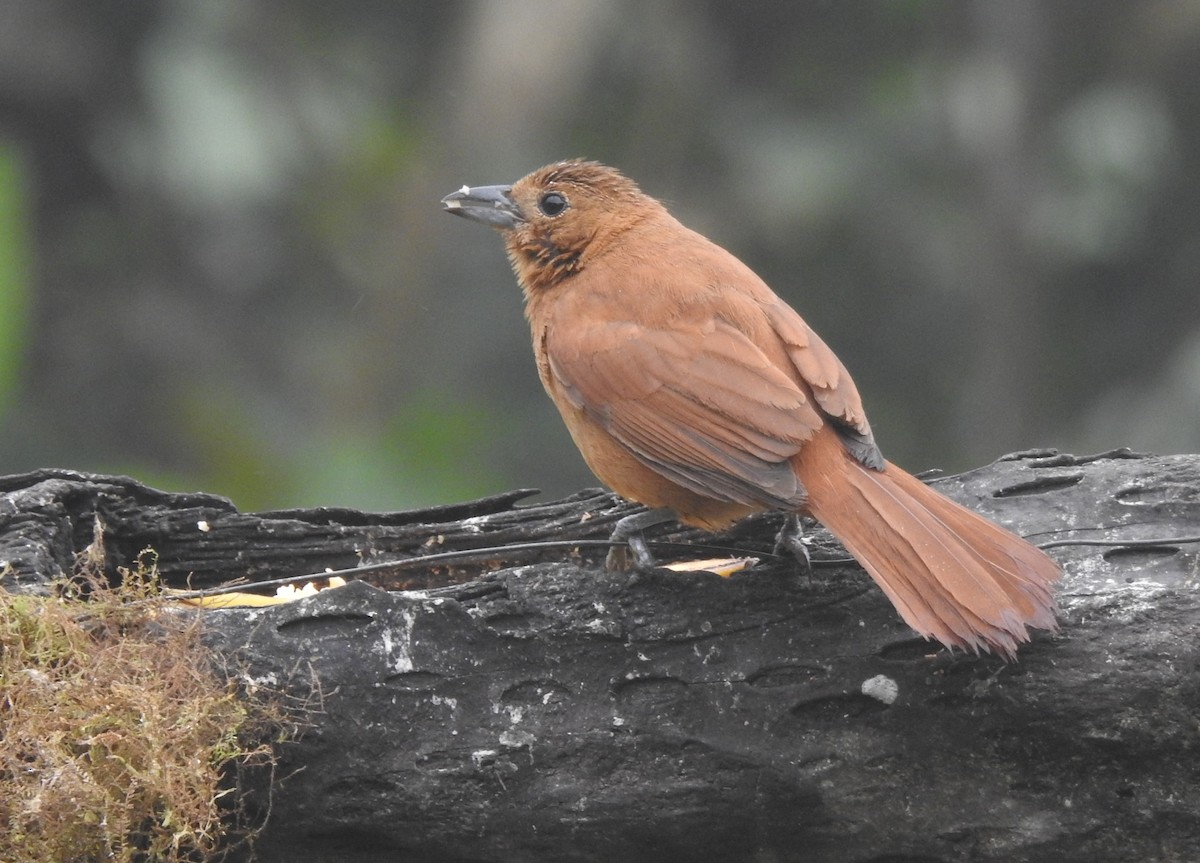 クロフウキンチョウ - ML645634252