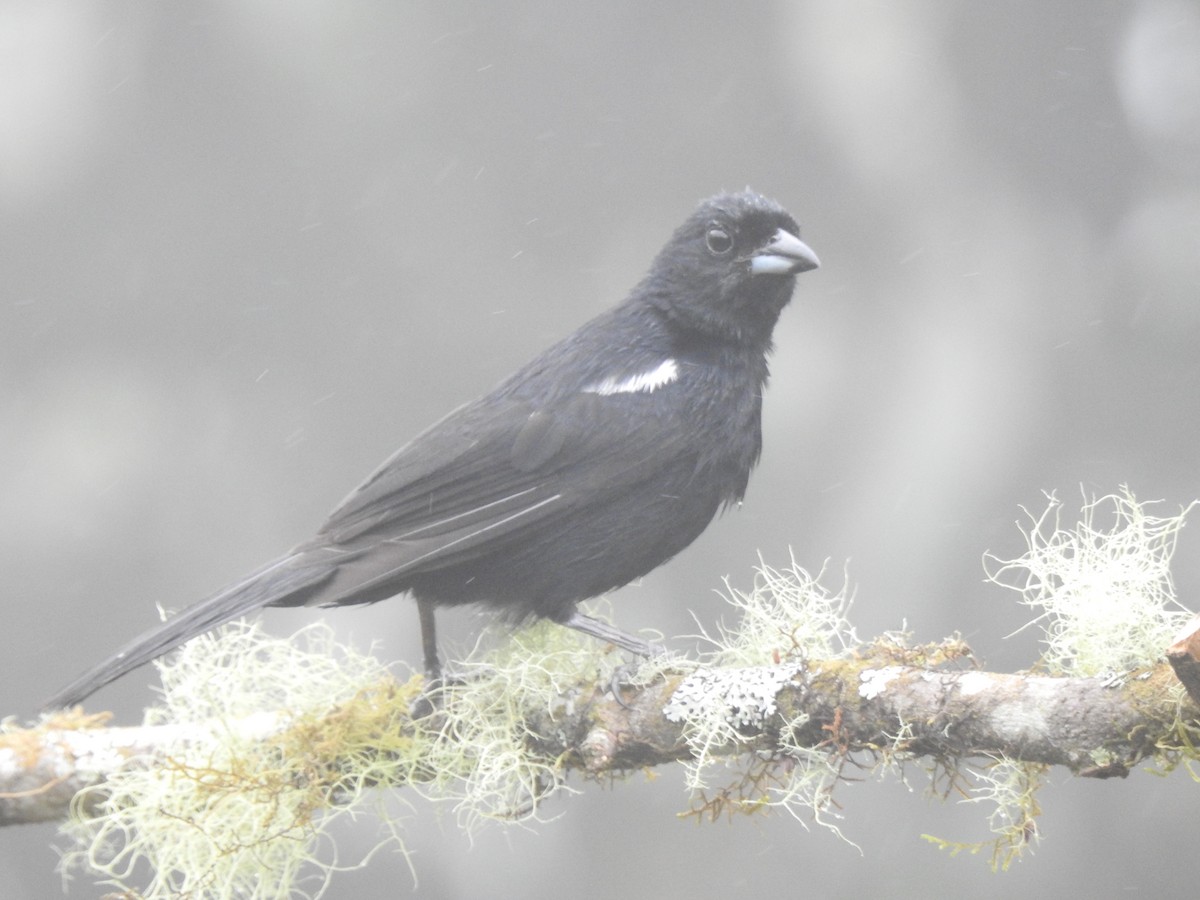 クロフウキンチョウ - ML645634253