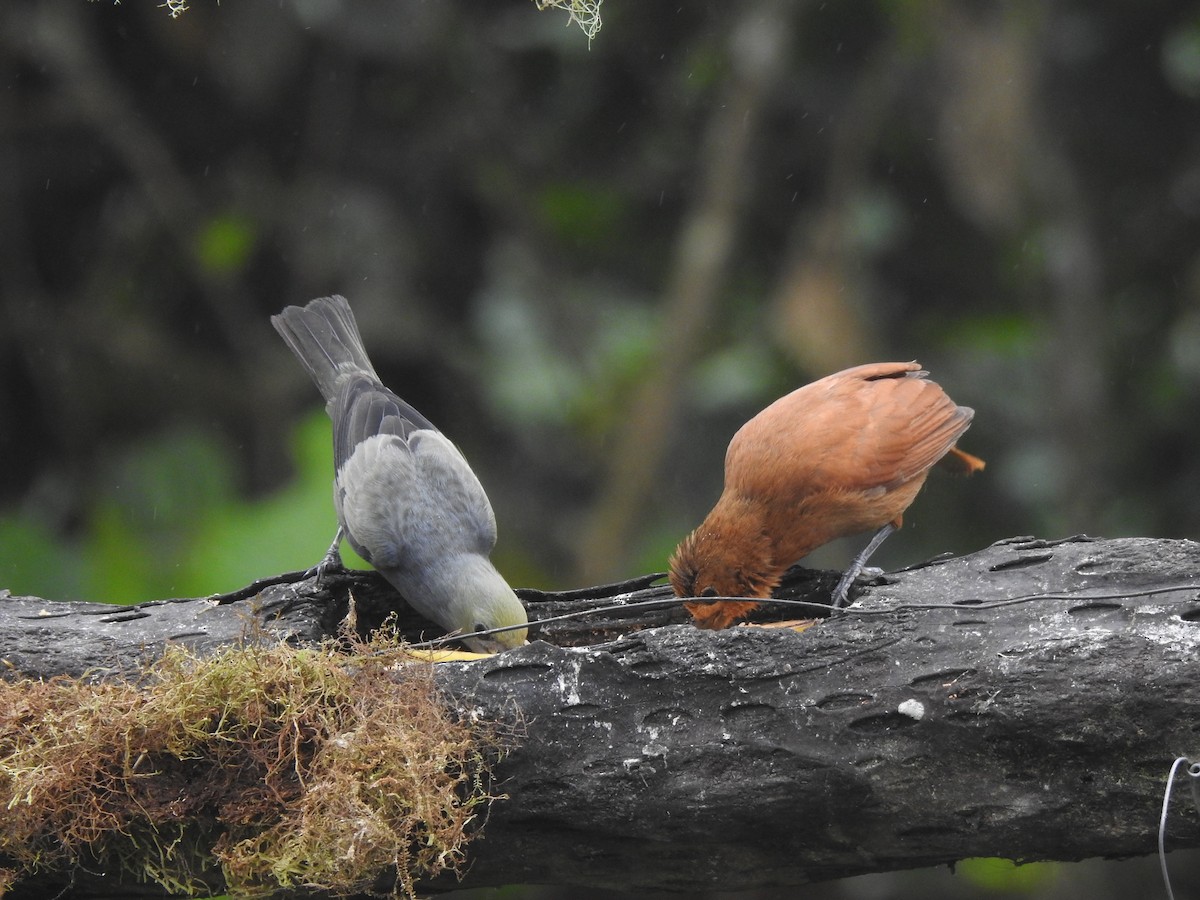 クロフウキンチョウ - ML645634254