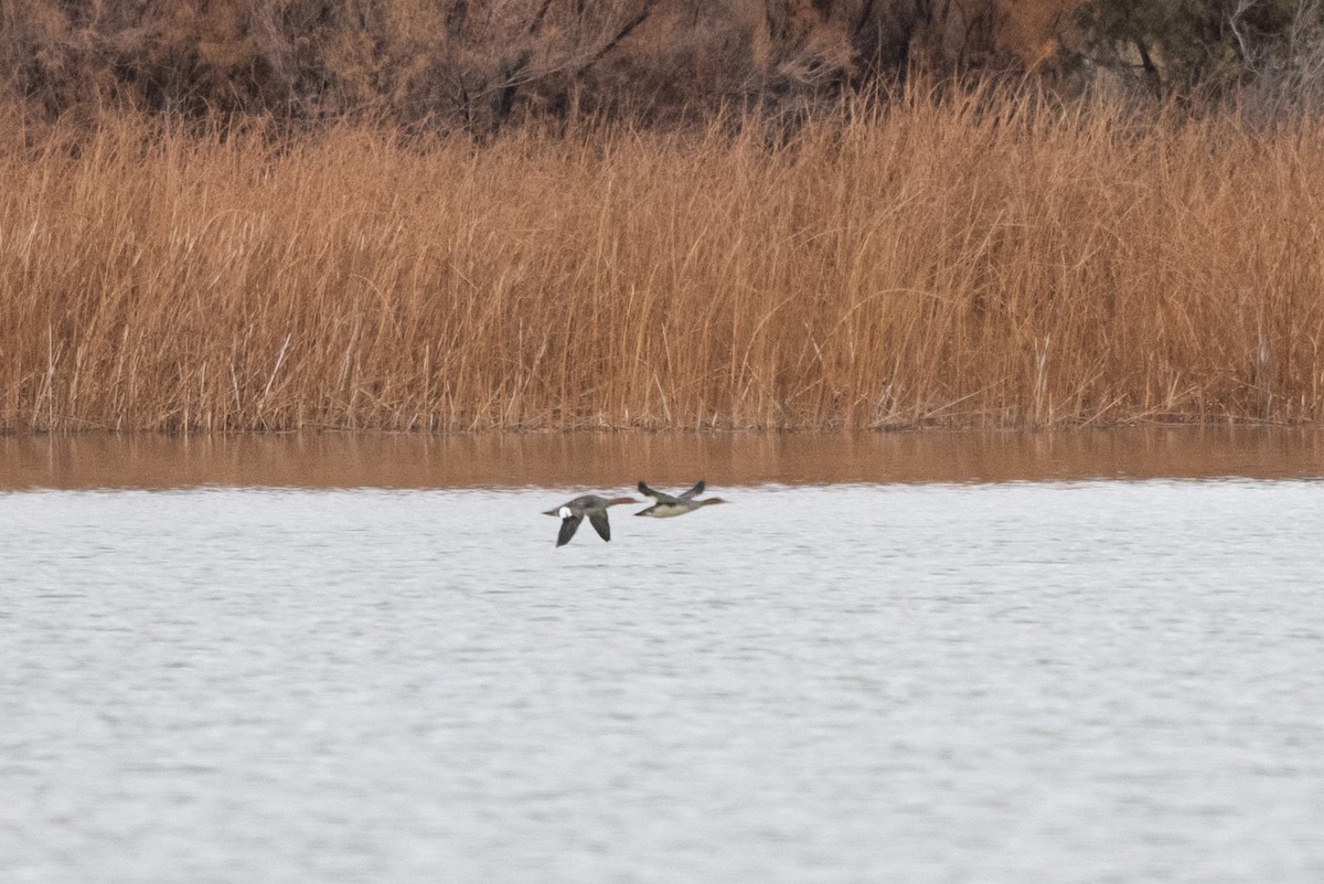 ウミアイサ - ML645634255