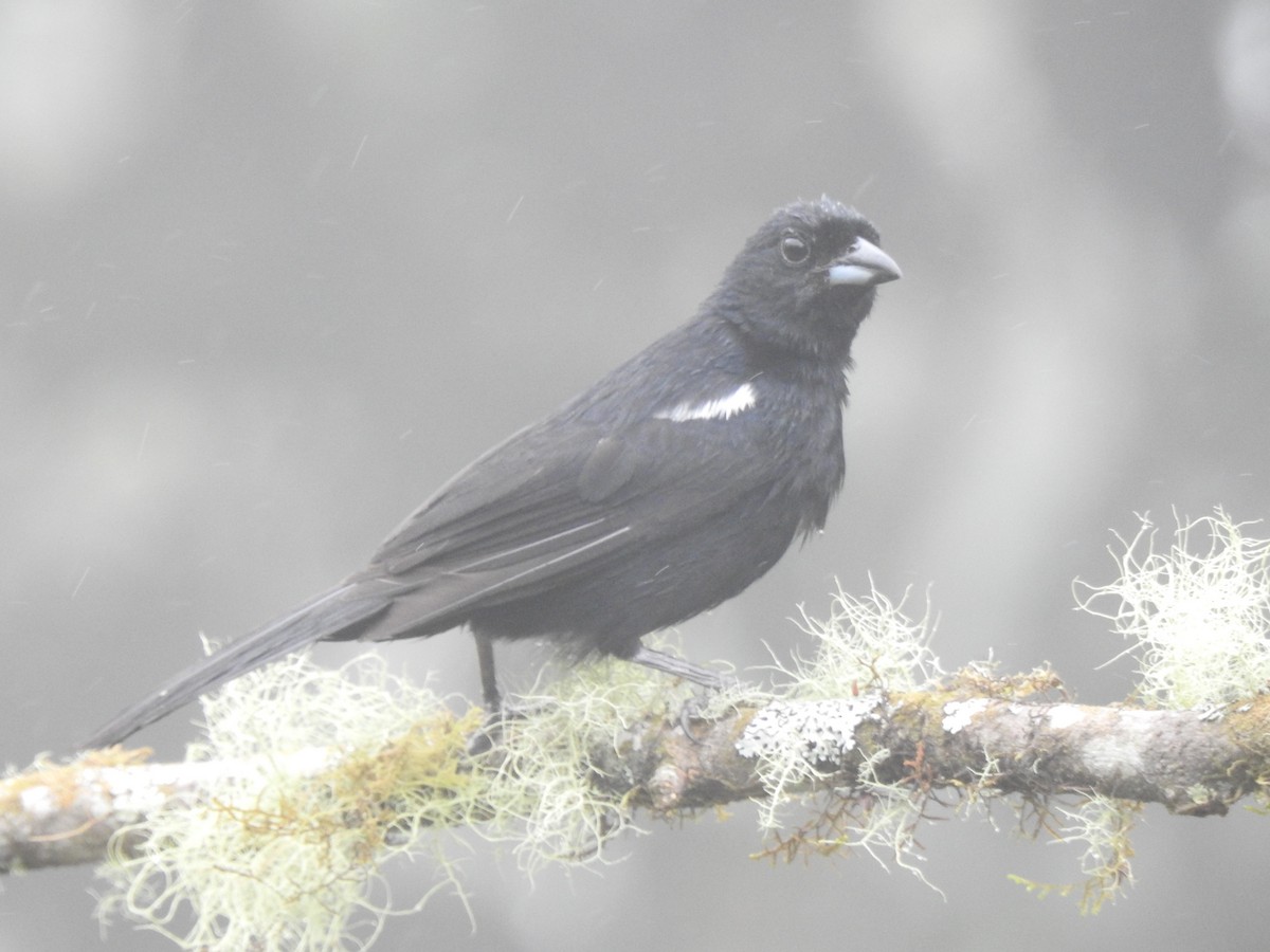 クロフウキンチョウ - ML645634256