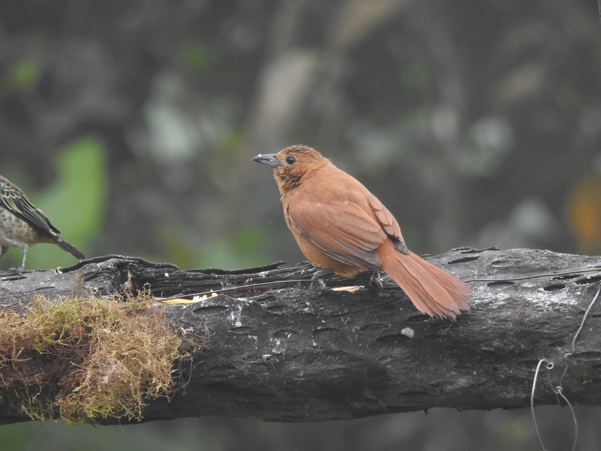 クロフウキンチョウ - ML645634257